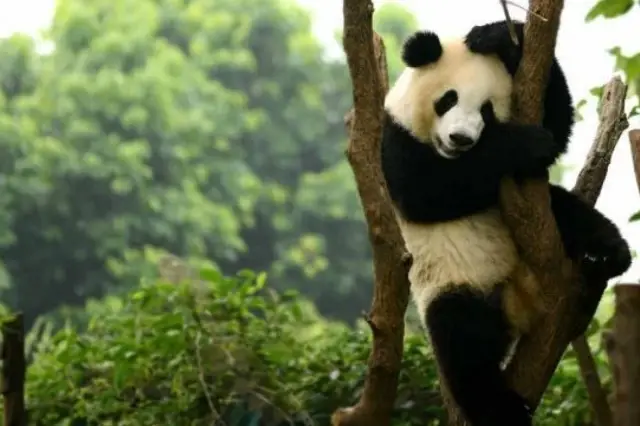 Por qué el 3 de marzo se celebra el Día Mundial de la Naturaleza