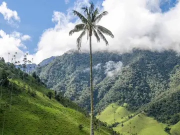 Razones por las que se celebra el Día del Árbol en Colombia el 29 de abril