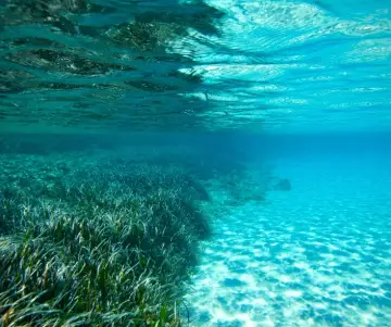 Día Mundial de los Pastos Marinos