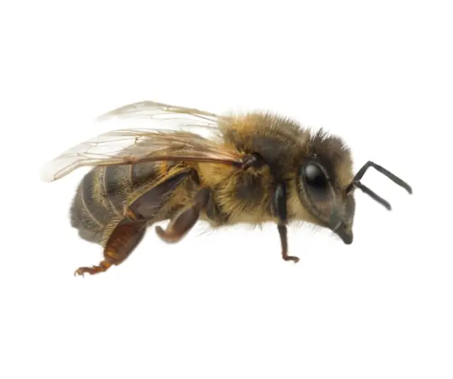 When is World Bee Day celebrated? 