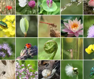 Biodiversidad colombiana