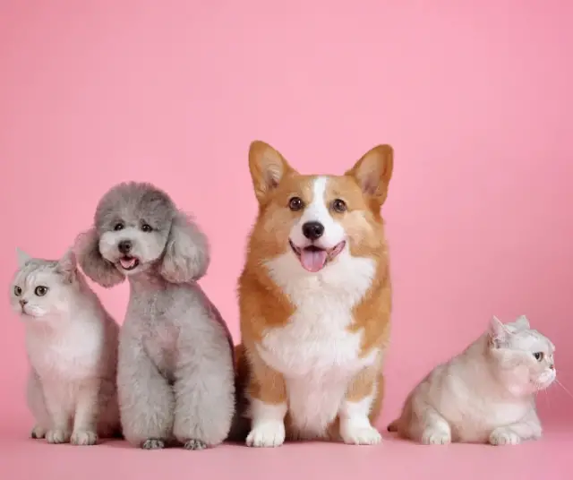 Benefits of having a pet 