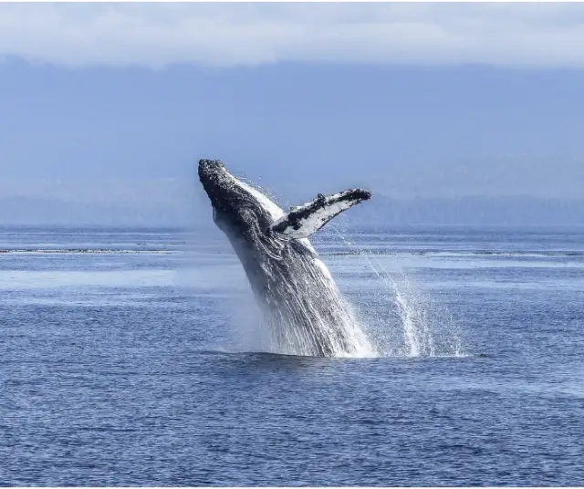 Where to do whale watching in Colombia 