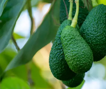 ¿Cómo sembrar un árbol de aguacate? - Paso a paso