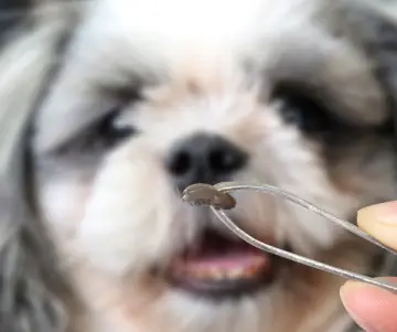 ¿Cómo prevenir las garrapatas en los perros?