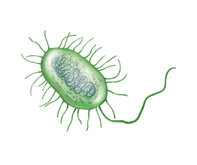 ¿Qué es el Reino Monera? | Características, grupos y desafíos