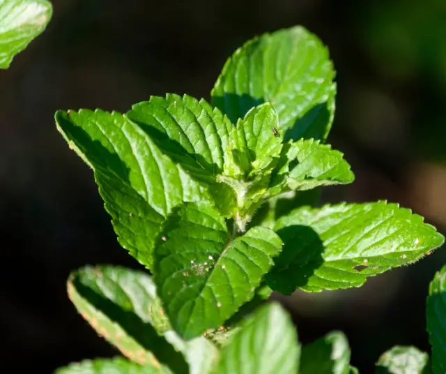 Quels sont les bienfaits de la menthe poivrée ?