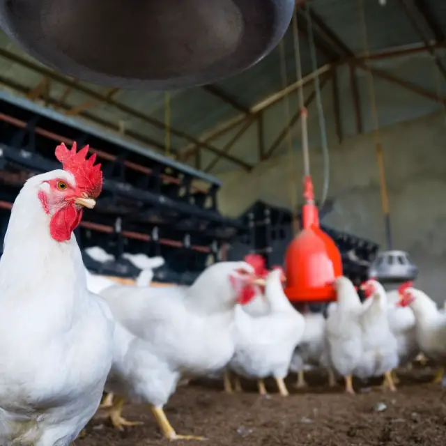 ¿Qué es la avicultura? - ¿Cuáles son las técnicas de manejo?