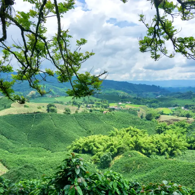 Experiencias en el Eje Cafetero