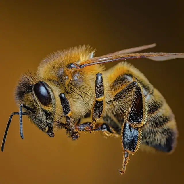 What happens during a bee sting? 