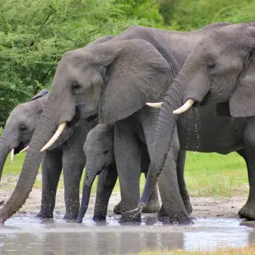 10 Curiosities about elephants 