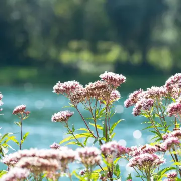 Comment préparer le thé à la valériane ?