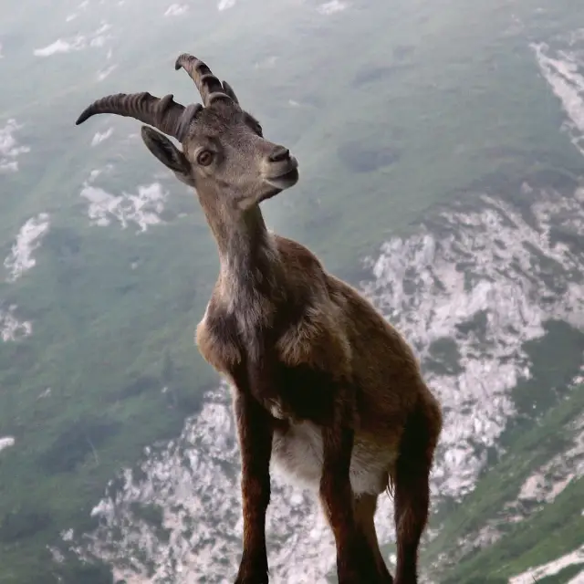 What are the characteristics of Capricorn? 