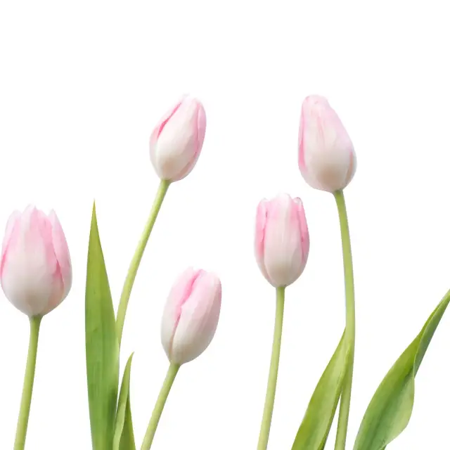 Cómo conservar las flores en casa