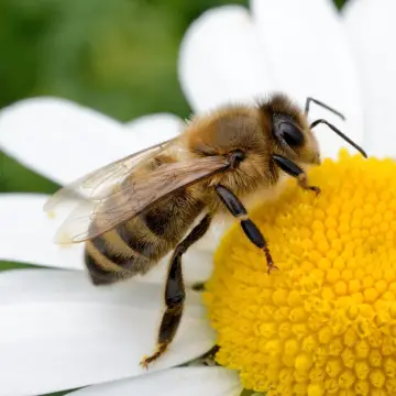 Día Mundial de las Abejas