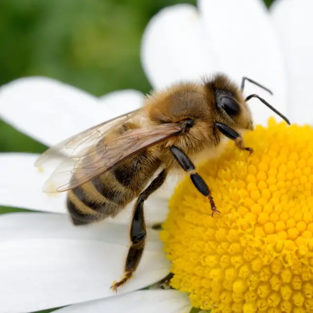 Día Mundial de las Abejas