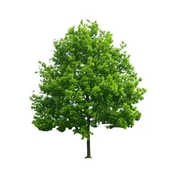 El Día mundial del Árbol