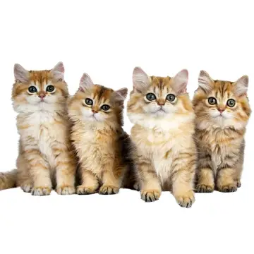 Día Internacional del Gato