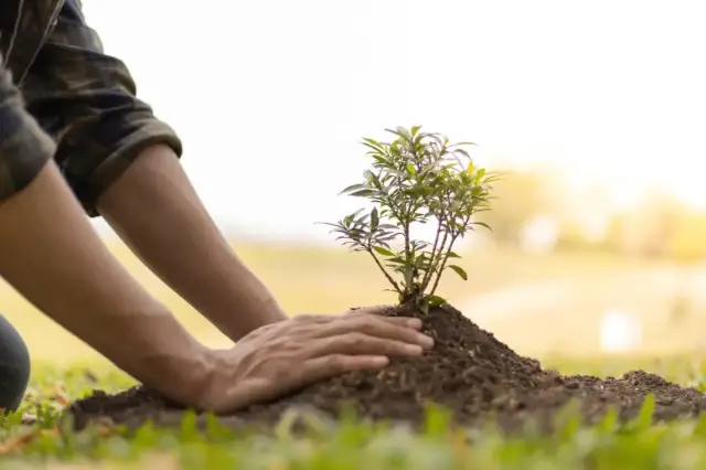 dia del arbol colombia 1