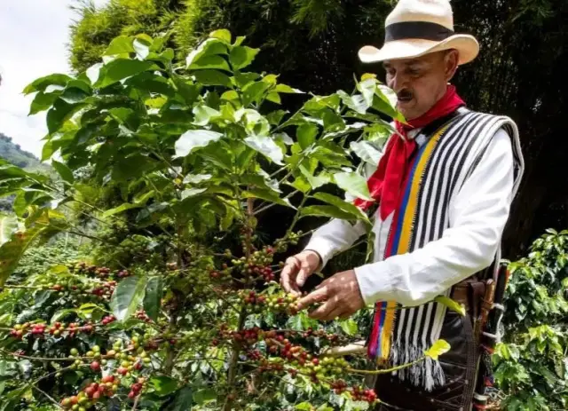 dia nacional del cafe en colombia