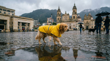 Guía de cuidados esenciales para perros y gatos durante la temporada de lluvias en las principales ciudades de Colombia