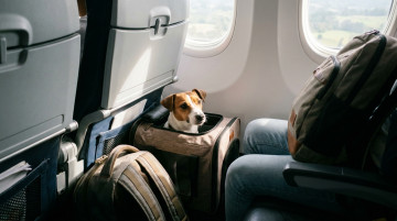 Cómo viajar con mascotas en avión por Colombia y requisitos de las aerolíneas para el transporte de animales en 2026