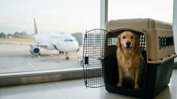 Guía completa para viajar con mascotas en avión por Colombia y requisitos de las principales aerolíneas