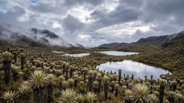 Importancia de los páramos en Colombia y su papel vital en la conservación del agua y la biodiversidad