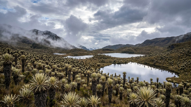 Importancia de los páramos en Colombia y su papel vital en la conservación del agua y la biodiversidad