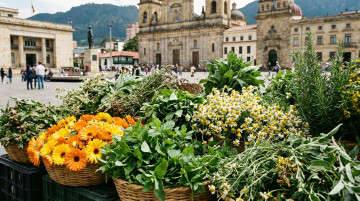 Beneficios de las plantas medicinales más usadas en Colombia y sus propiedades para el bienestar natural
