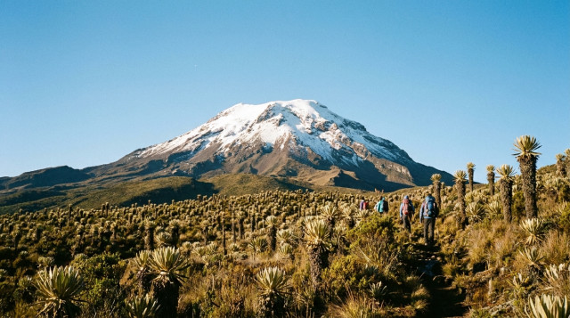 Paisaje majestuoso del Nevado del Tolima con sus picos nevados bajo un cielo despejado y vegetación de frailejones en primer plano