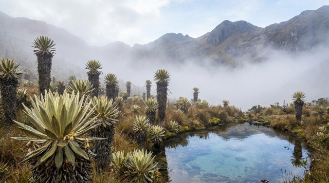 Importancia de los páramos en Colombia y por qué son considerados fábricas de agua naturales
