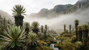 Importancia de los paramos en Colombia y por que son fundamentales para el suministro de agua en el pais