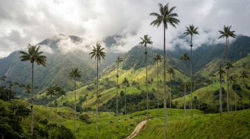 Palma de cera del Quindío y por qué es el árbol nacional de Colombia