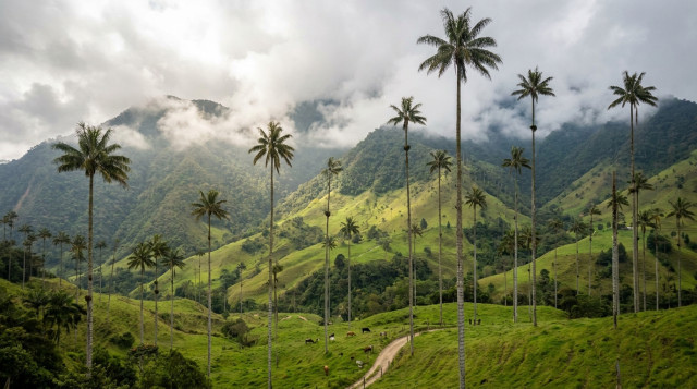 Palma de cera del Quindío y por qué es el árbol nacional de Colombia