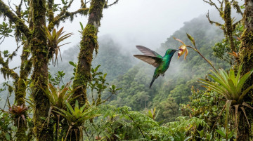 Especies de aves en Colombia y por qué es el país con mayor biodiversidad de pájaros en el mundo