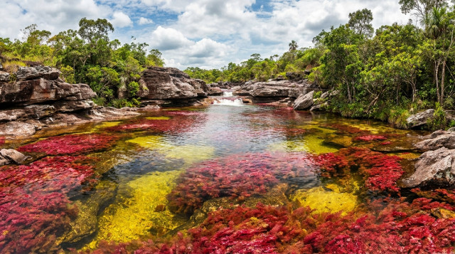 Vista panorámica de Caño Cristales con sus colores rojos y amarillos bajo el agua cristalina en la Serranía de la Macarena