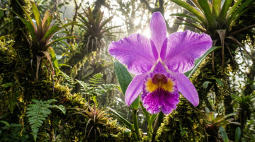 Significado de la orquídea como flor nacional de Colombia y sus especies más emblemáticas