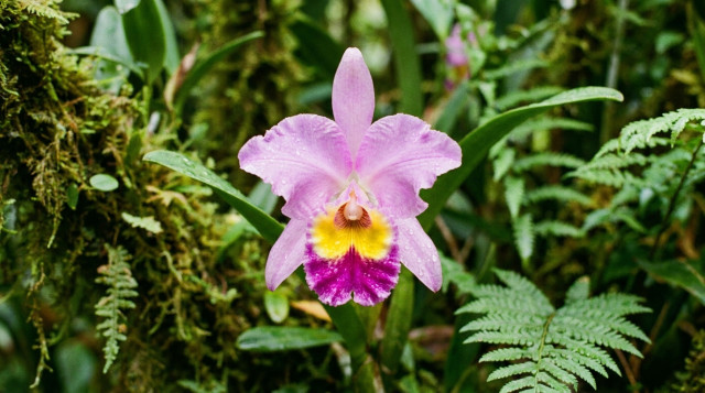 Primer plano detallado de una orquídea Cattleya trianae resaltando el labelo con colores amarillo y púrpura sobre un fondo verde natural