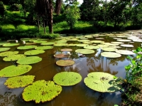 Festival Internacional Folclórico y Turístico del Llano