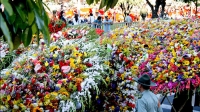 Festival del Viento y las Cometas