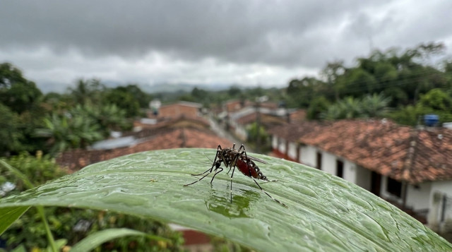 Alerta por dengue en Colombia: Ministerio de Salud emite medidas urgentes ante aumento de casos en 15 departamentos
