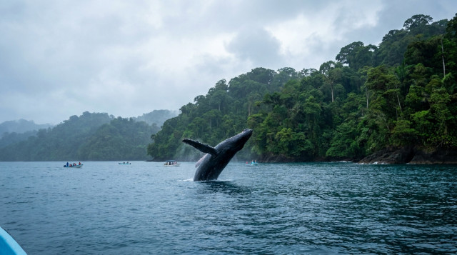 Avistamiento de ballenas en el Pacífico colombiano: fechas clave y mejores destinos para programar su viaje