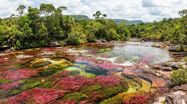 Caño Cristales abre su temporada de turismo: cómo visitar el río más bonito del mundo