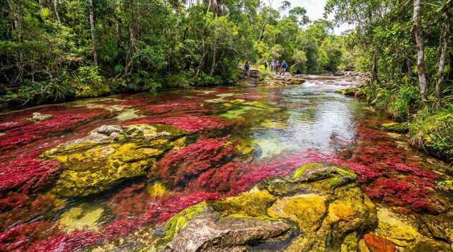 Caño Cristales abre su temporada: requisitos y precios para visitar el río de los siete colores