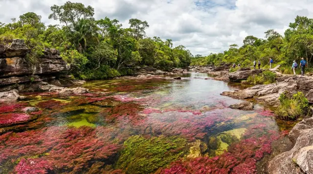 Caño Cristales abre temporada 2026: fechas, permisos y precios para visitar el río de los siete colores en el Meta