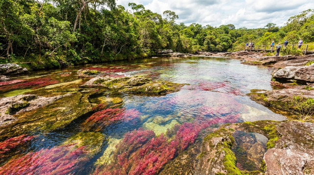 Caño Cristales anuncia apertura de su temporada: requisitos y cómo visitar el río de los siete colores