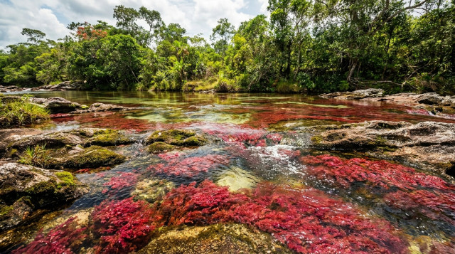 Caño Cristales inicia temporada: guía completa de precios y requisitos para visitar el río de los siete colores
