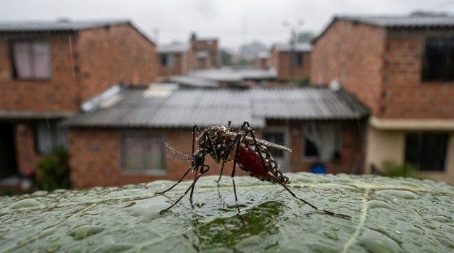 Ministerio de Salud emite alerta epidemiológica por aumento de casos de dengue en Colombia