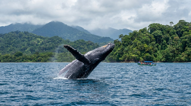 Avistamiento de ballenas en el Pacífico colombiano: destinos clave y recomendaciones para la temporada